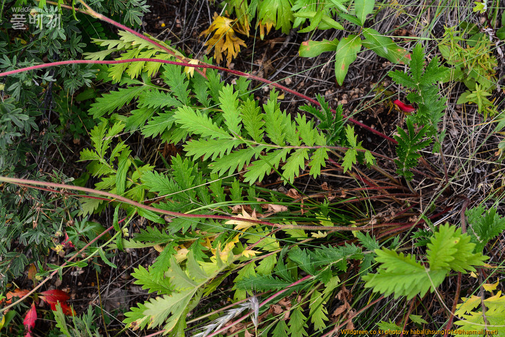 Potentilla tanacetifolia Schur (4).jpg : 몽골-31(Potentilla tanacetifolia Schur. )
