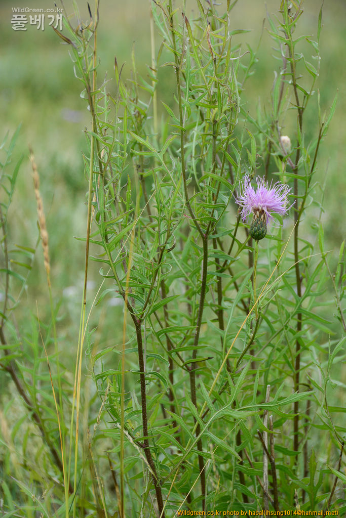 Serratula centauroides (5).jpg : 몽골-33(Serratula centauroides)