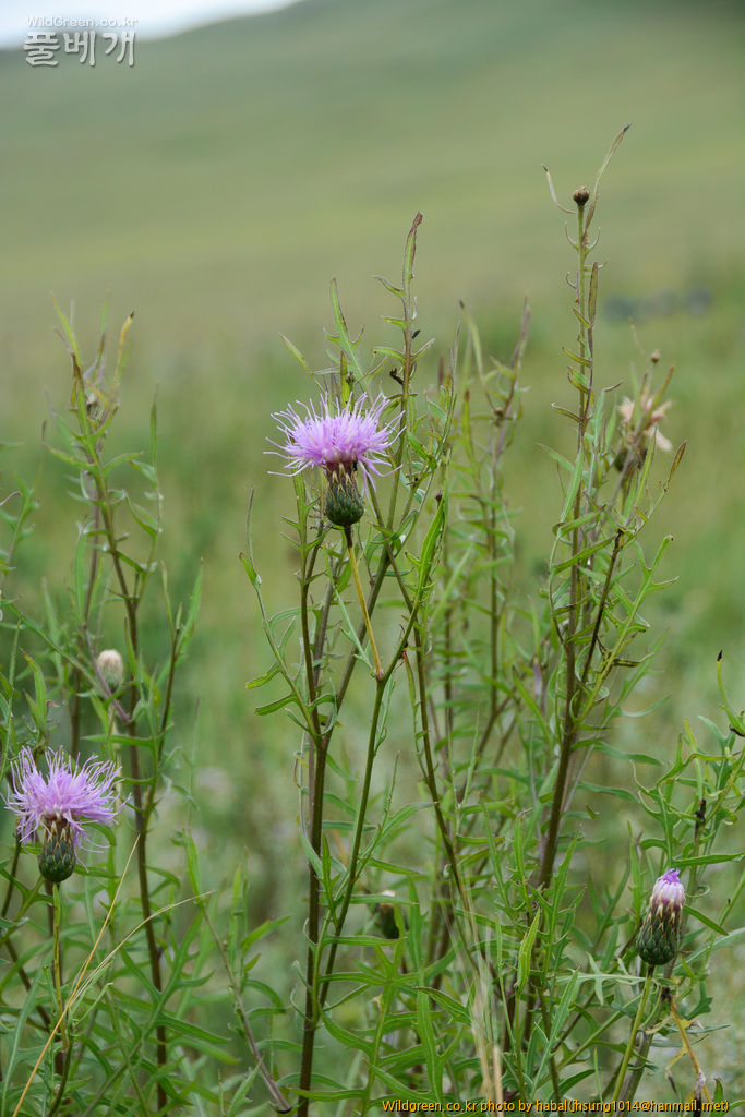 Serratula centauroides (4).jpg : 몽골-33(Serratula centauroides)