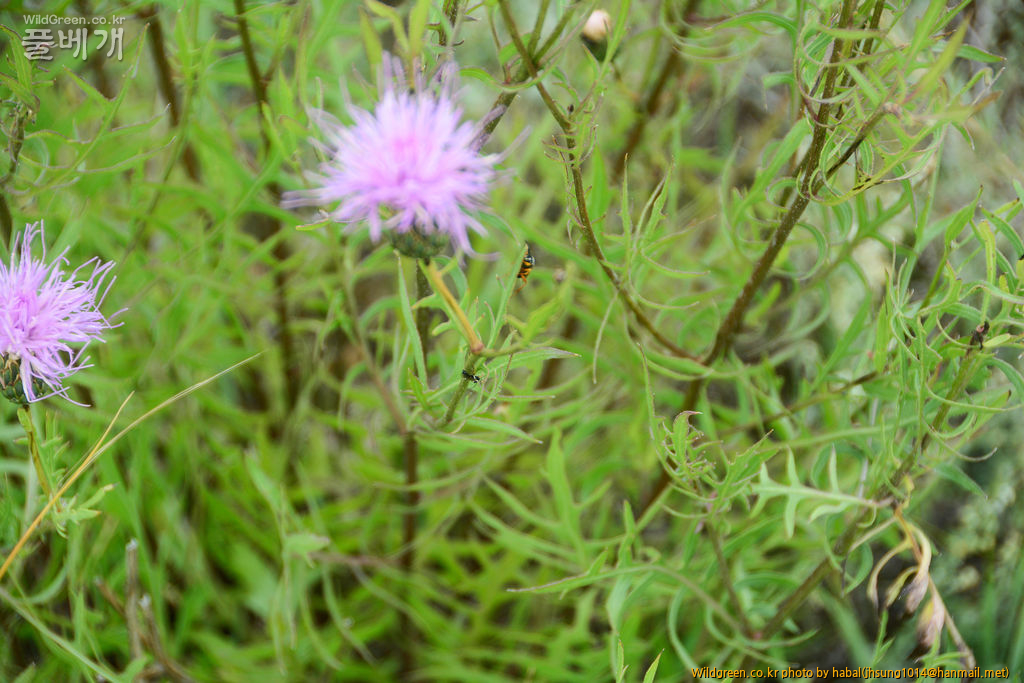 Serratula centauroides (1).jpg : 몽골-33(Serratula centauroides)