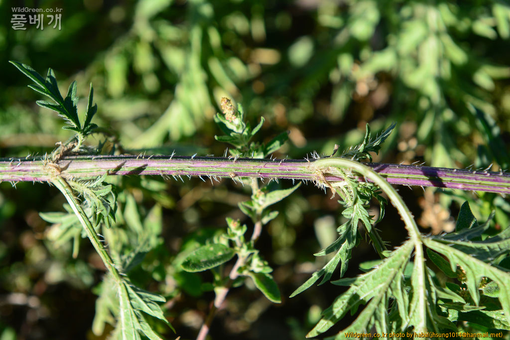 Urtica cannabina L (2).jpg : 몽골-34(Urtica cannabina L.)