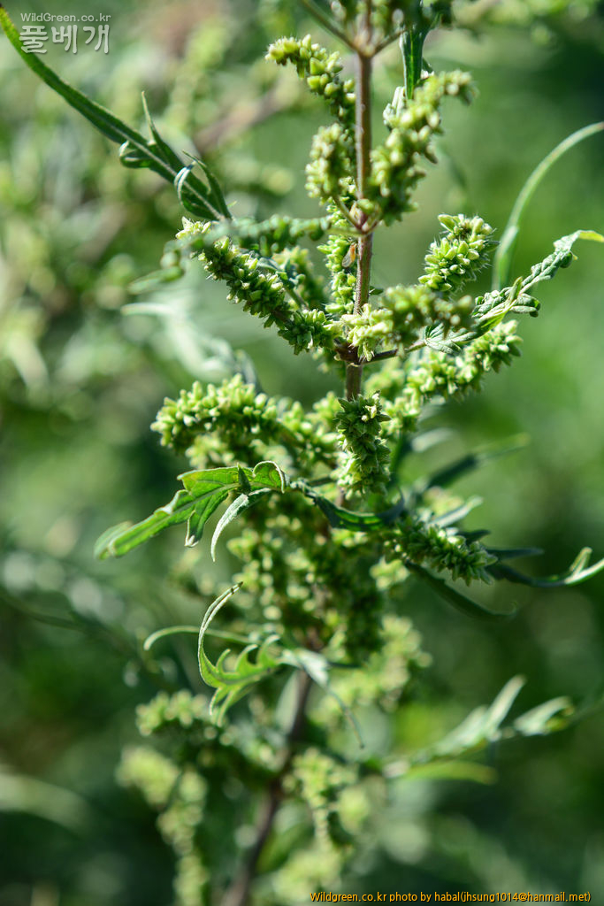 Urtica cannabina L (1).jpg : 몽골-34(Urtica cannabina L.)