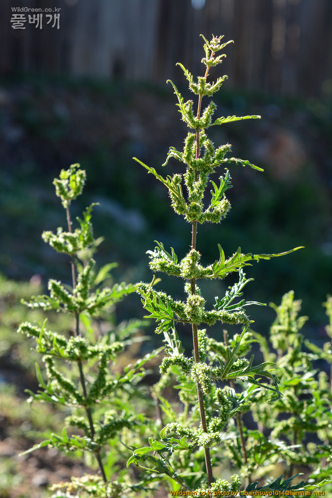 Urtica cannabina L (3).jpg : 몽골-34(Urtica cannabina L.)