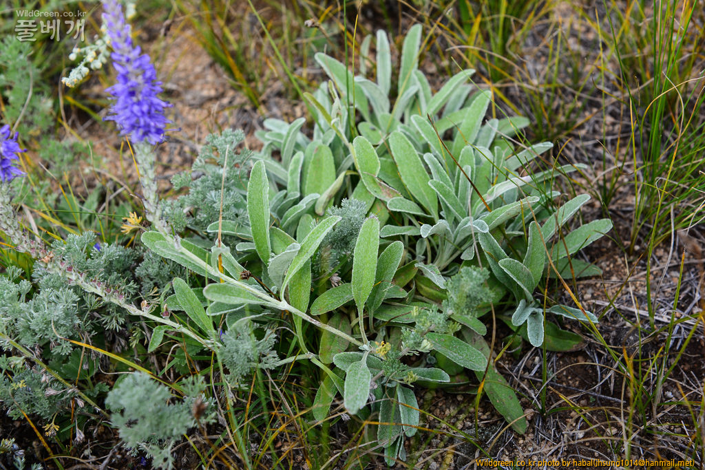 Veronica incana L (3).jpg : 몽골-35(Veronica incana L.)