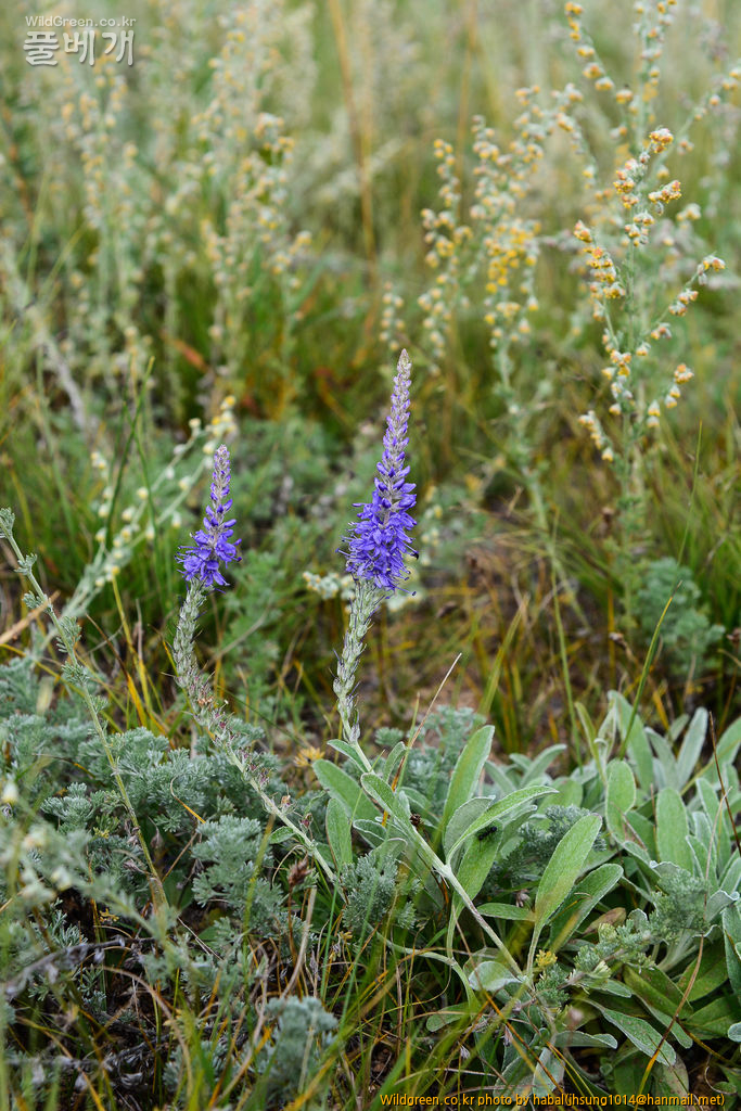 Veronica incana L (5).jpg : 몽골-35(Veronica incana L.)