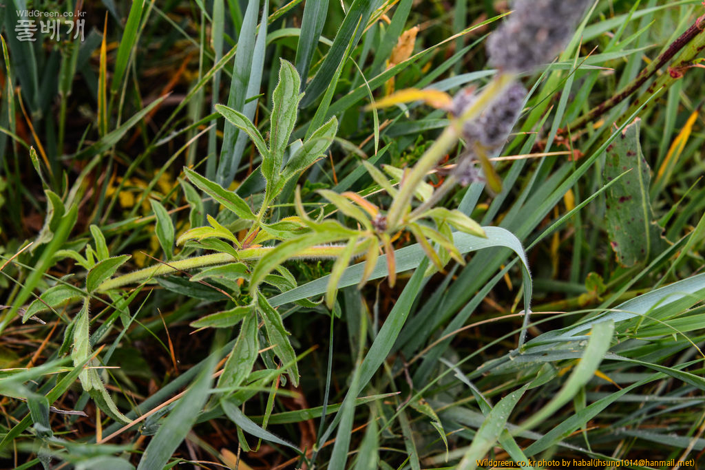 개형개 (5).jpg : 몽골-39(Schizonepeta multifida (L.) Briq)