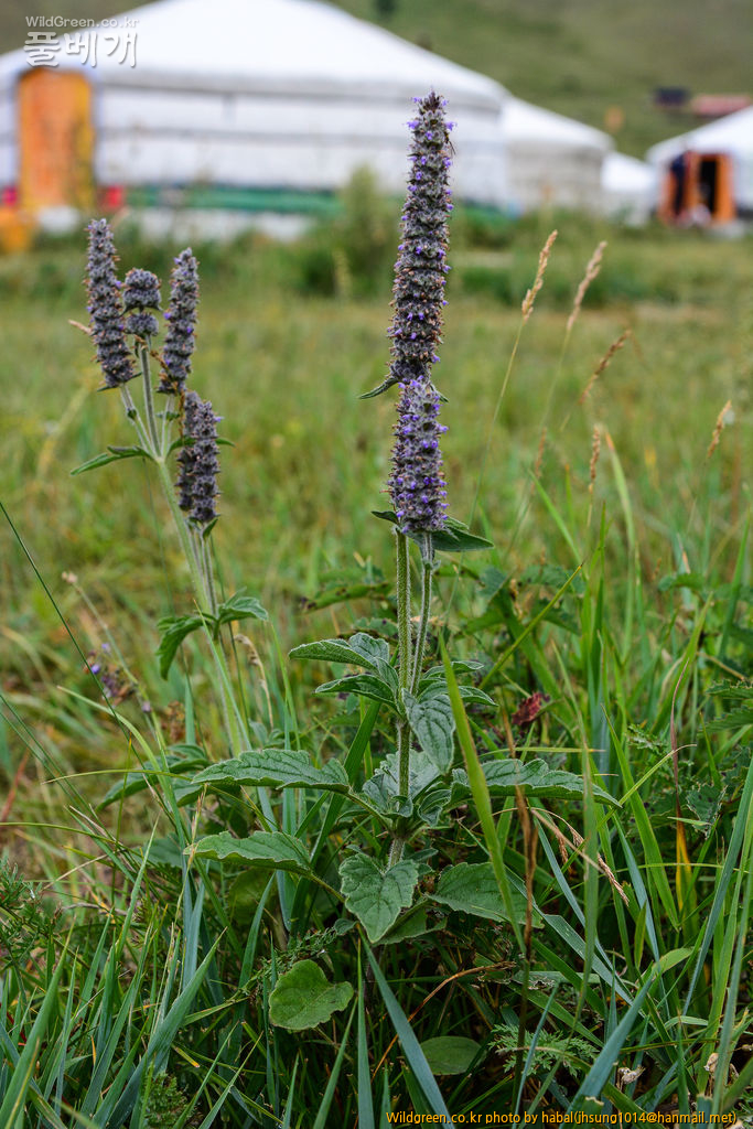 개형개 (8).jpg : 몽골-39(Schizonepeta multifida (L.) Briq)