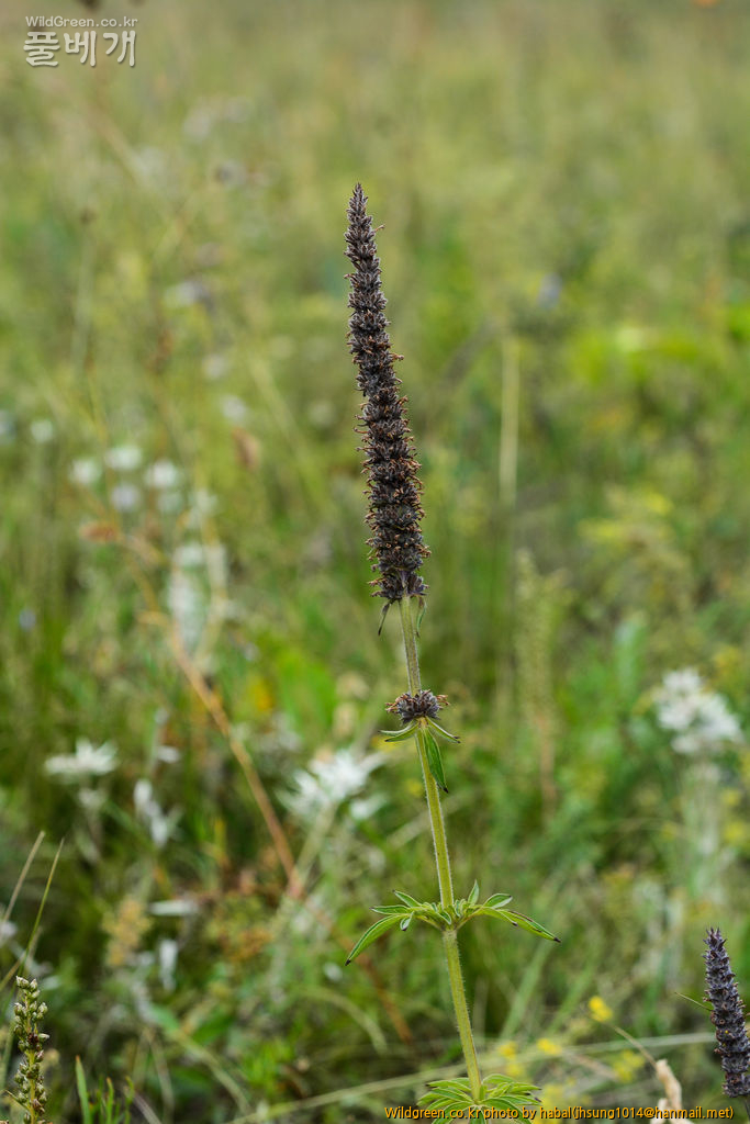 개형개 (1).jpg : 몽골-39(Schizonepeta multifida (L.) Briq)