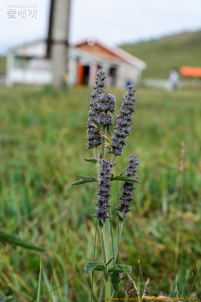 개형개 (2).jpg : 몽골-39(Schizonepeta multifida (L.) Briq)