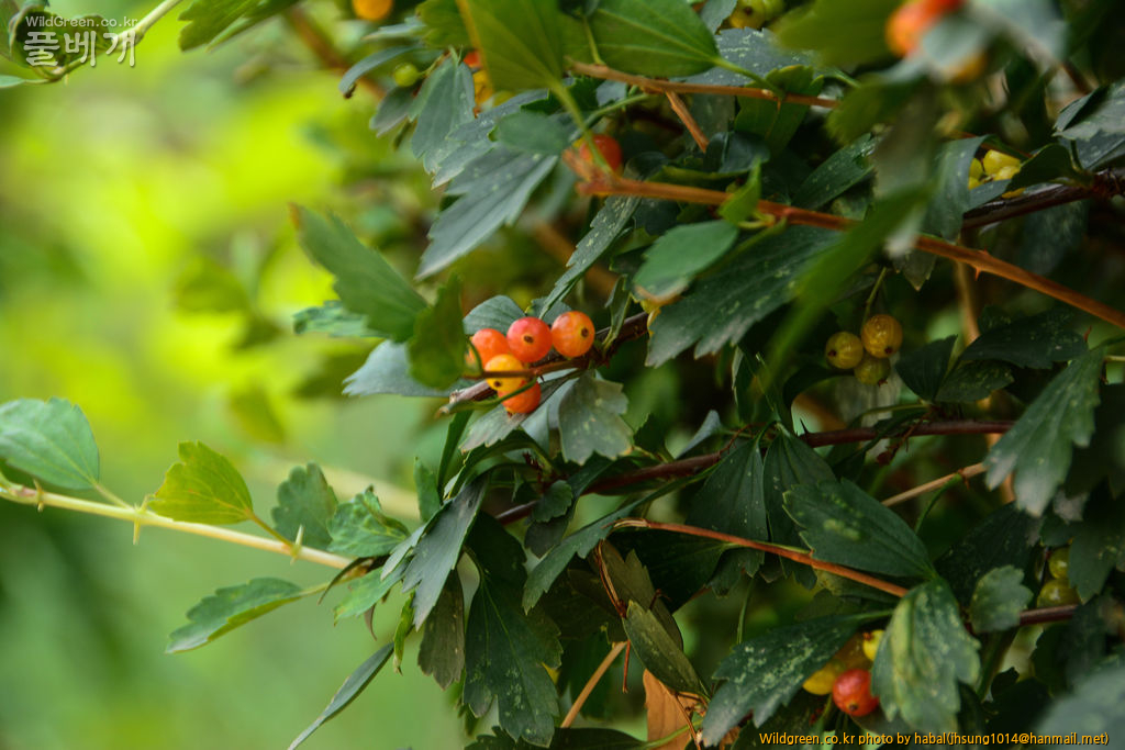 가시까치밥나무 (2).jpg : 몽골-40(Ribes diacantha Pall.)