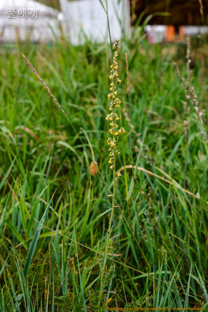 구와쑥 (1).jpg : 몽골-41(구와쑥)