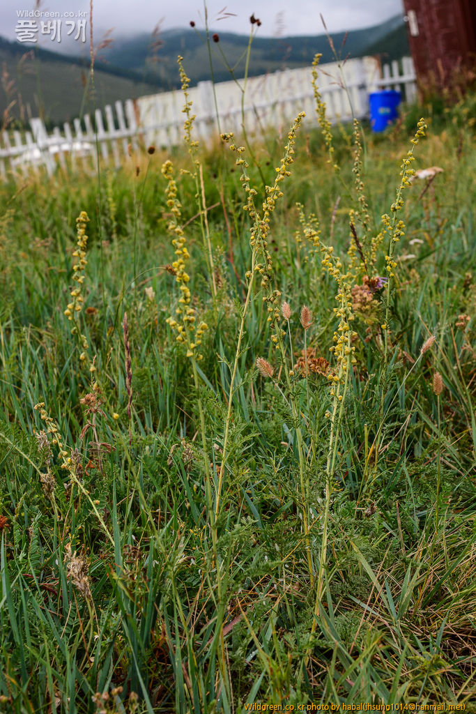 구와쑥 (7).jpg : 몽골-41(구와쑥)