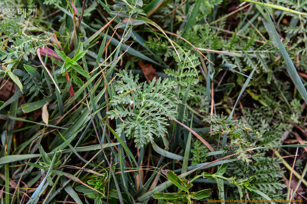 구와쑥 (6).jpg : 몽골-41(구와쑥)