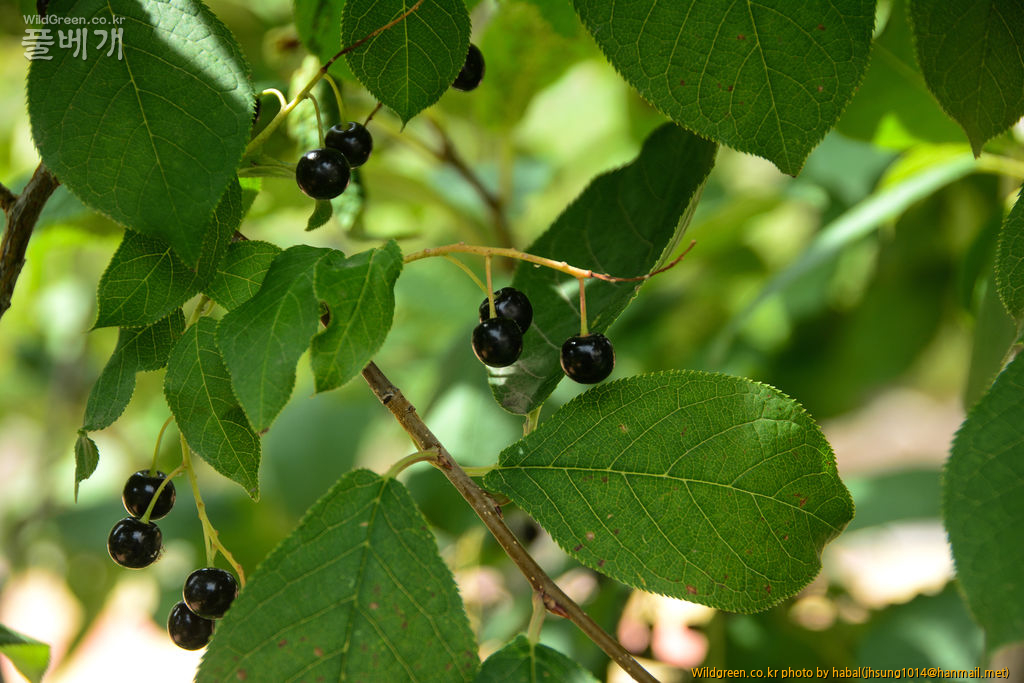 귀롱나무 (1).jpg : 몽골-42(귀룽나무)