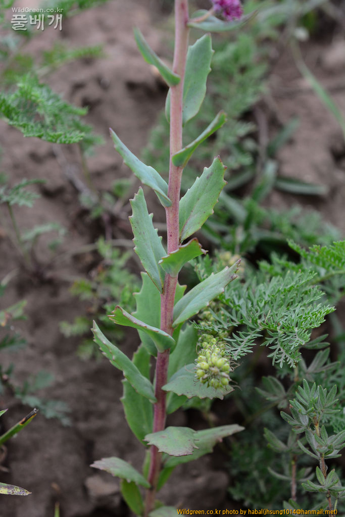 꿩의비름 (3).jpg : 몽골-44(꿩의비름)