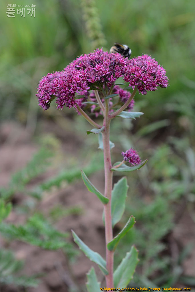 꿩의비름 (2).jpg : 몽골-44(꿩의비름)