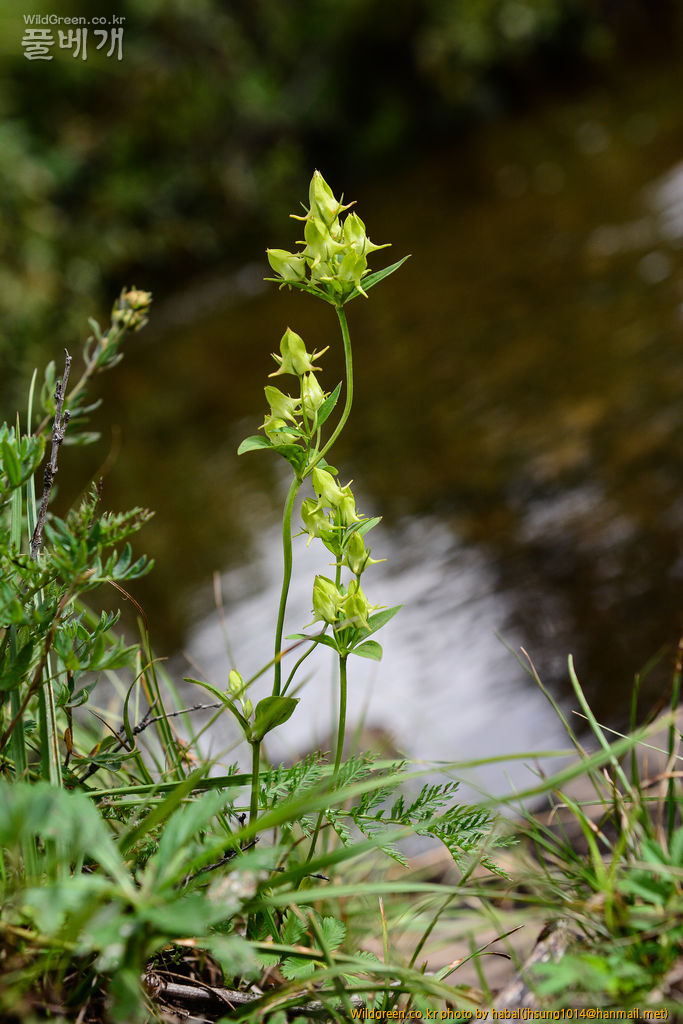 닻꽃 (3).jpg : 몽골-45(닻꽃)