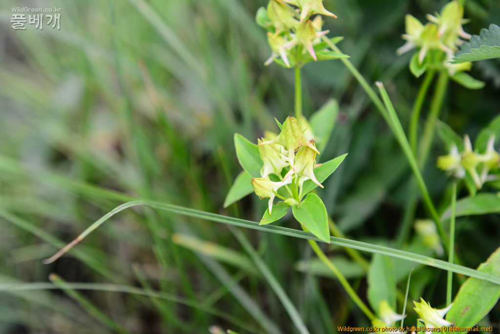 닻꽃 (5).jpg : 몽골-45(닻꽃)