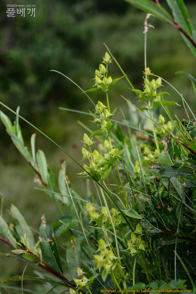 닻꽃 (4).jpg : 몽골-45(닻꽃)