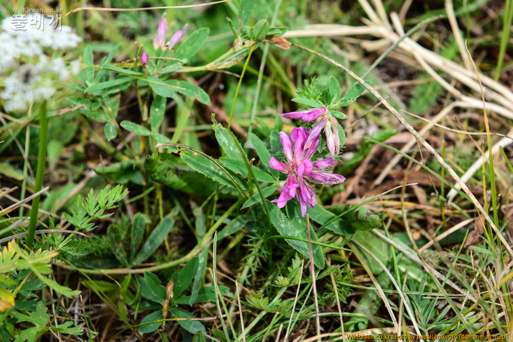 달구지풀 (1).jpg : 몽골-46(달구지풀)