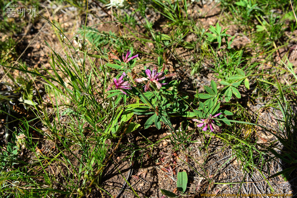 달구지풀 (3).jpg : 몽골-46(달구지풀)