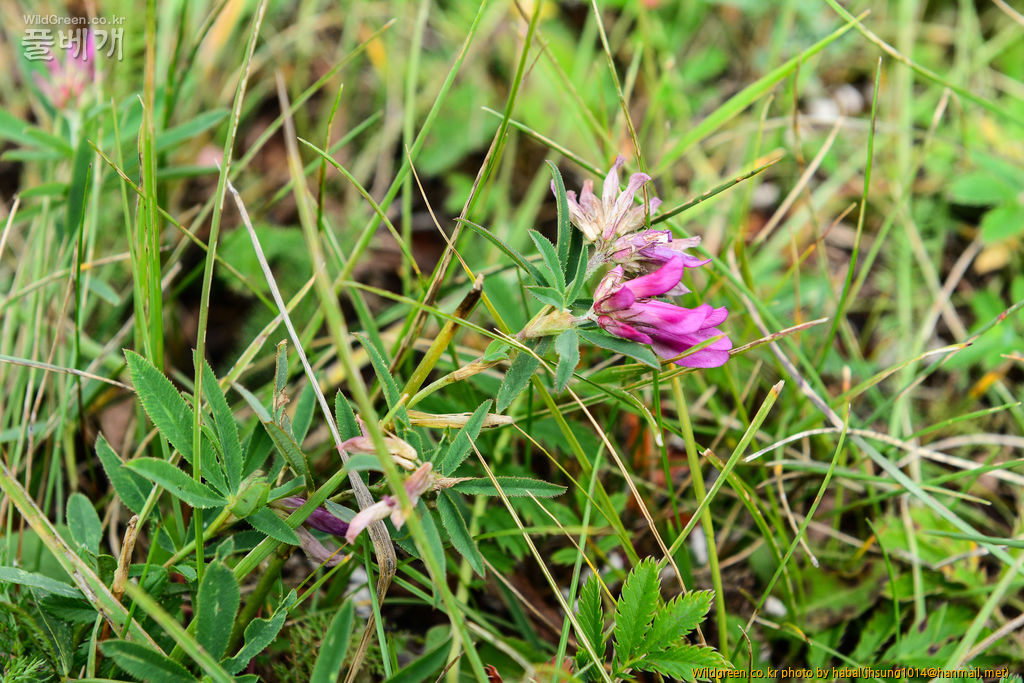 달구지풀 (2).jpg : 몽골-46(달구지풀)