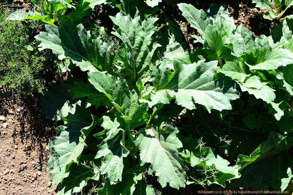 대황 (2).jpg : 몽골-47(대황)