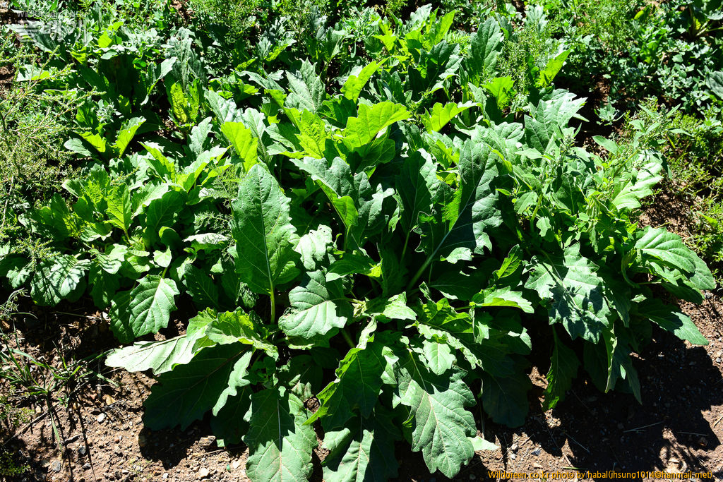 대황 (5).jpg : 몽골-47(대황)