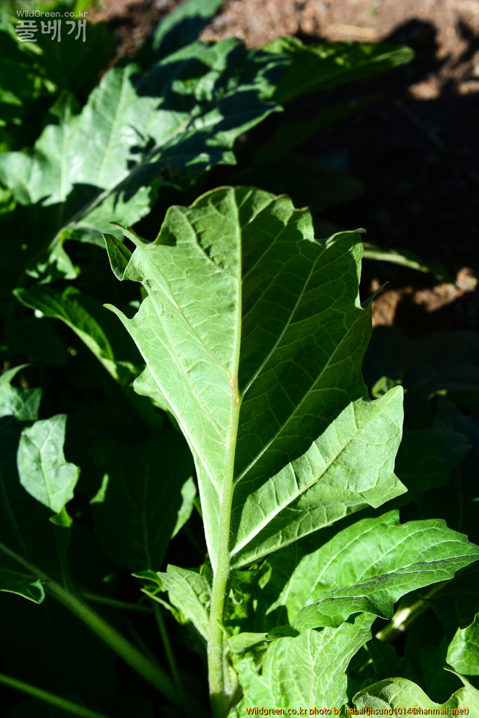 대황.jpg : 몽골-47(대황)