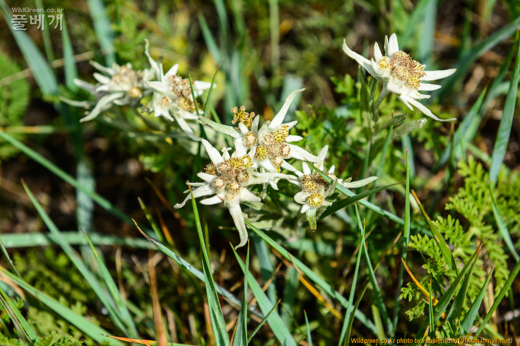 들떡쑥 (1).jpg : 몽골-50(들떡쑥)