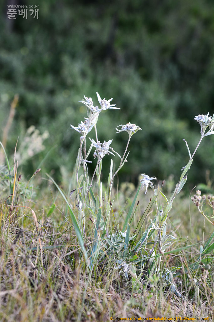 들떡쑥 (3).jpg : 몽골-50(들떡쑥)