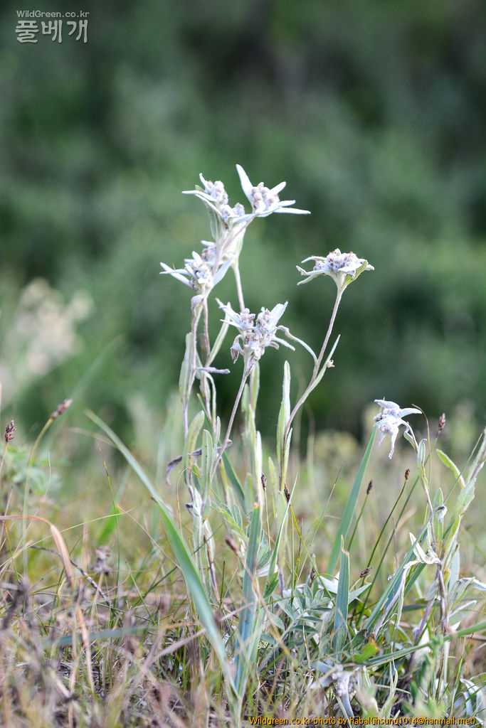 들떡쑥 (2).jpg : 몽골-50(들떡쑥)