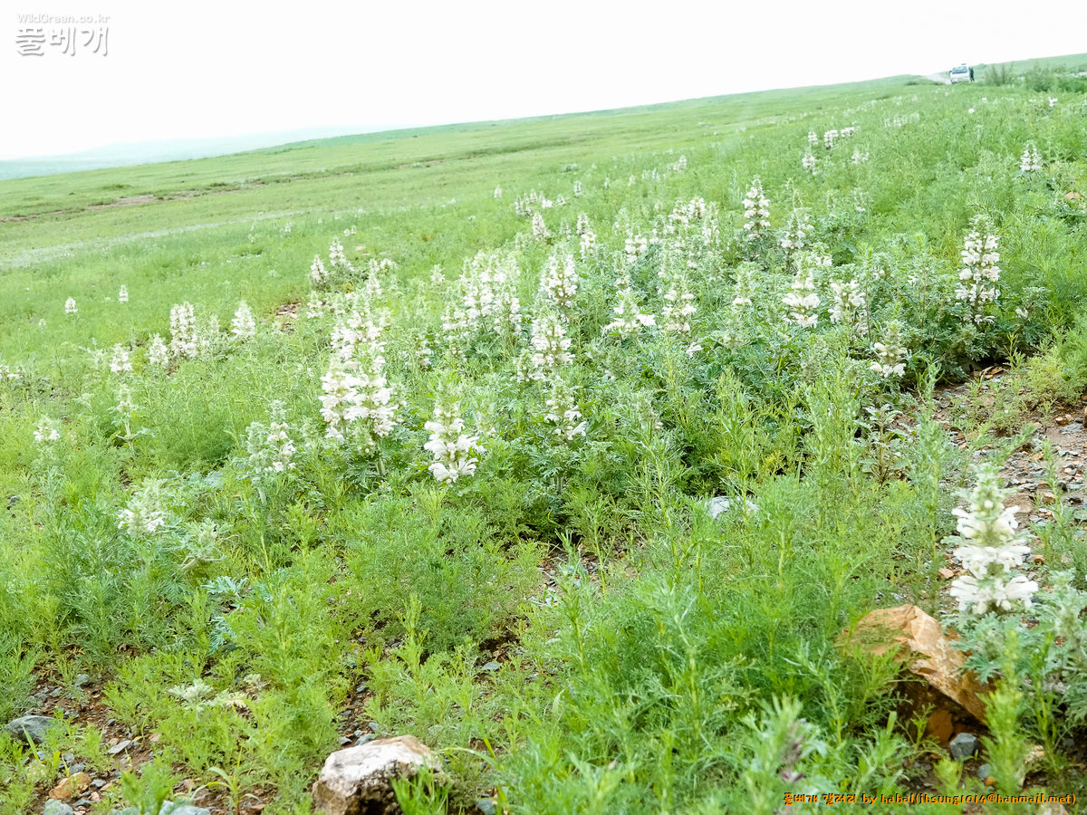 Panzerina lanata (2).jpg