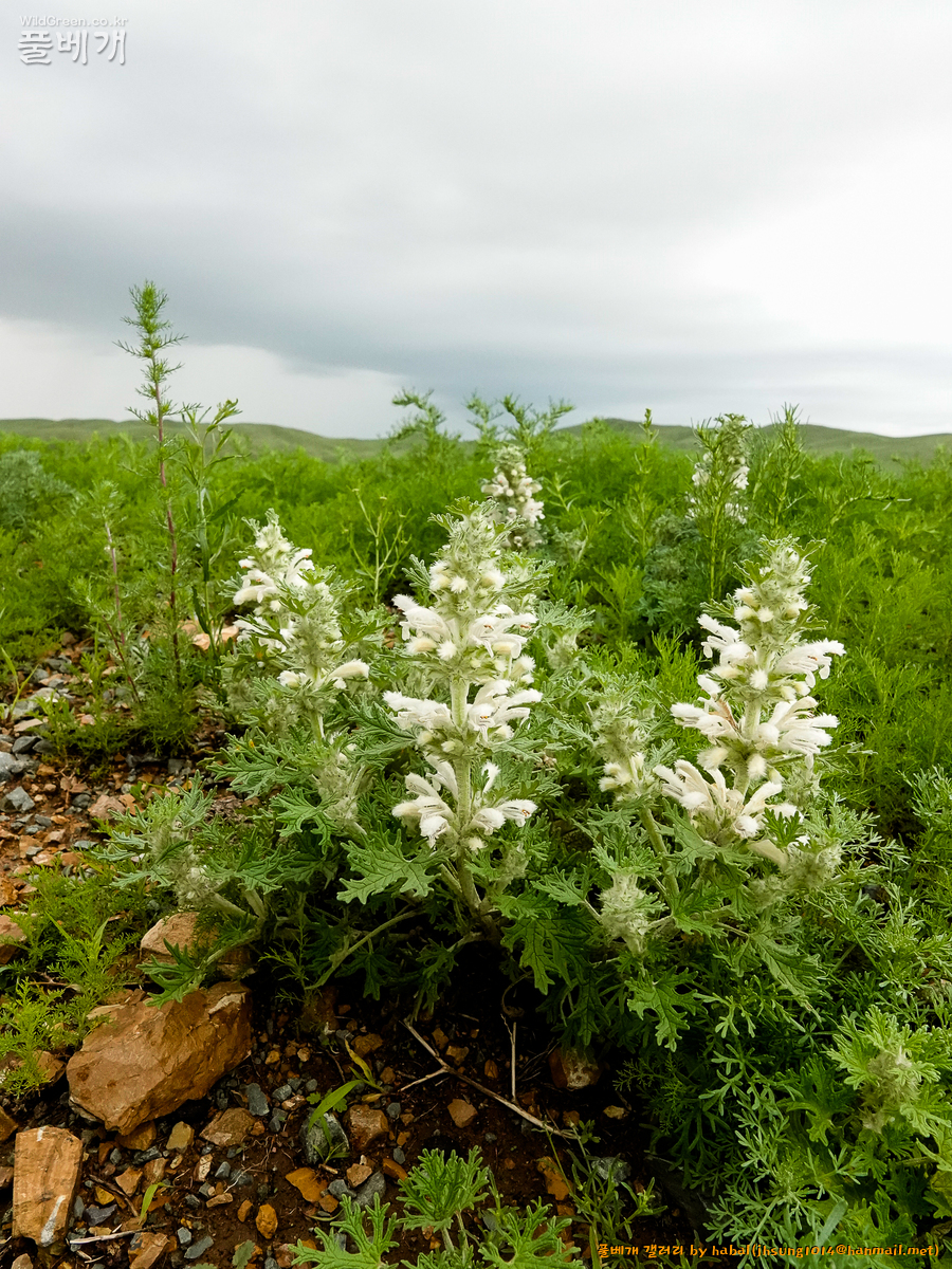 Panzerina lanata (1).jpg