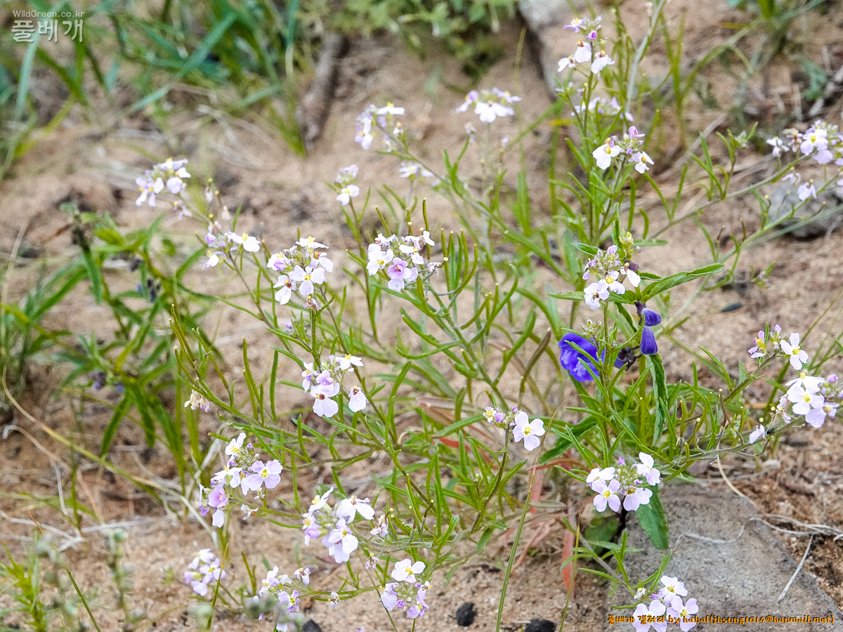 Dontostemon integrifolius (5).jpg