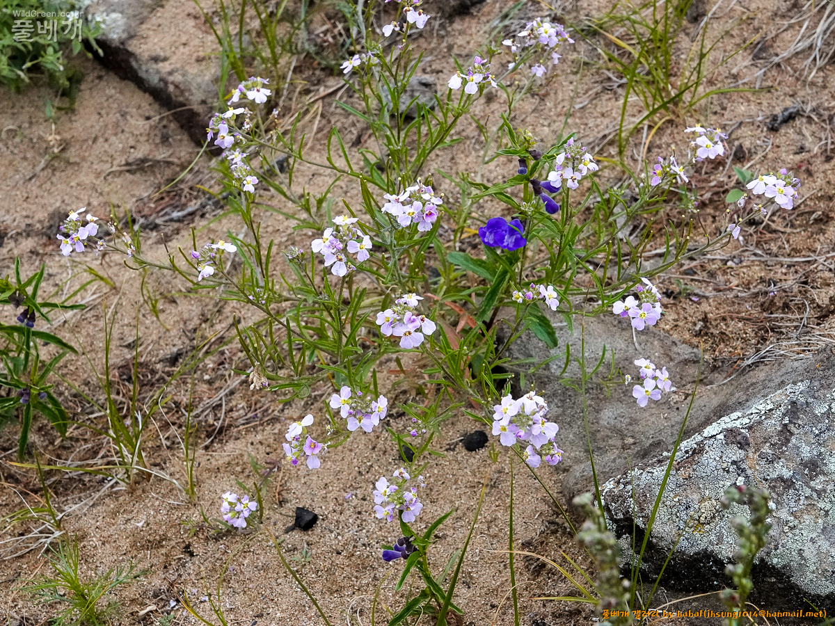 Dontostemon integrifolius (2).jpg