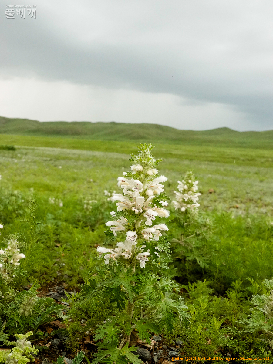 Panzerina lanata (4).jpg