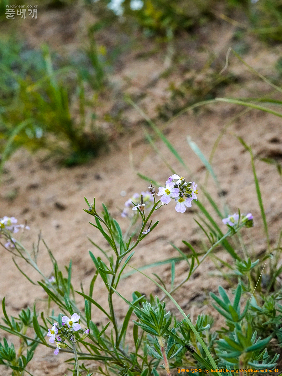 Dontostemon integrifolius (7).jpg