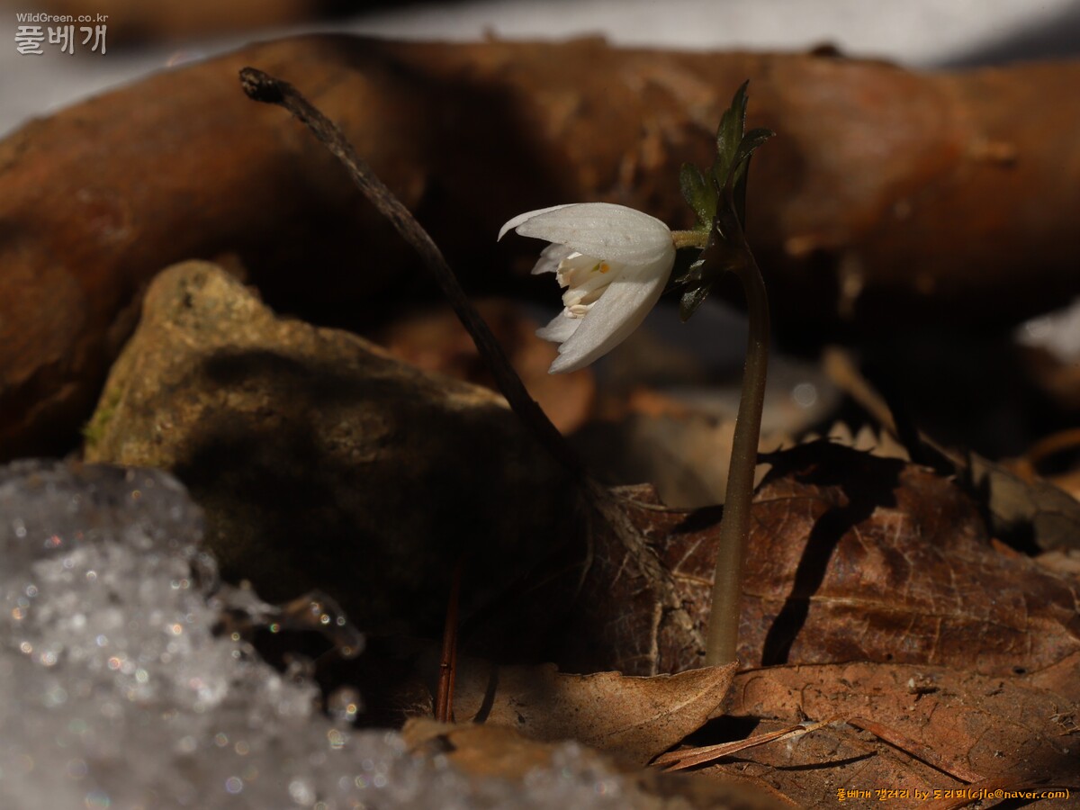 cjle240301 예봉산 세정사계곡 너도바람꽃 3475-1.JPG