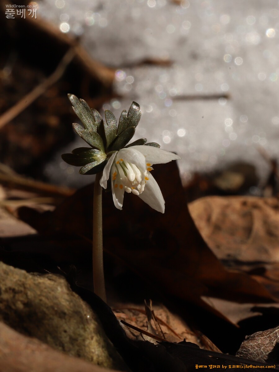 cjle240301 예봉산 세정사계곡 너도바람꽃 3476-1.JPG