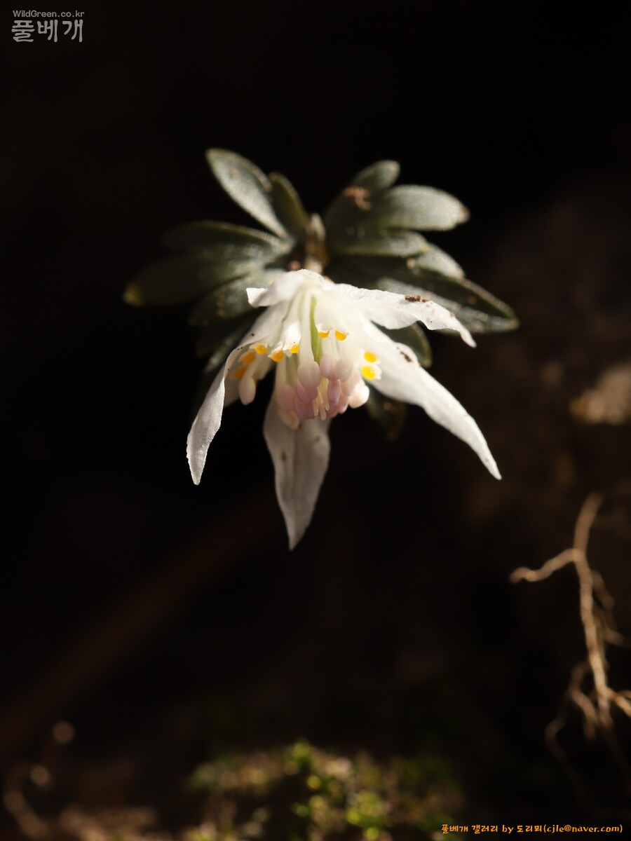 cjle240301 예봉산 세정사계곡 너도바람꽃 3484-1.JPG