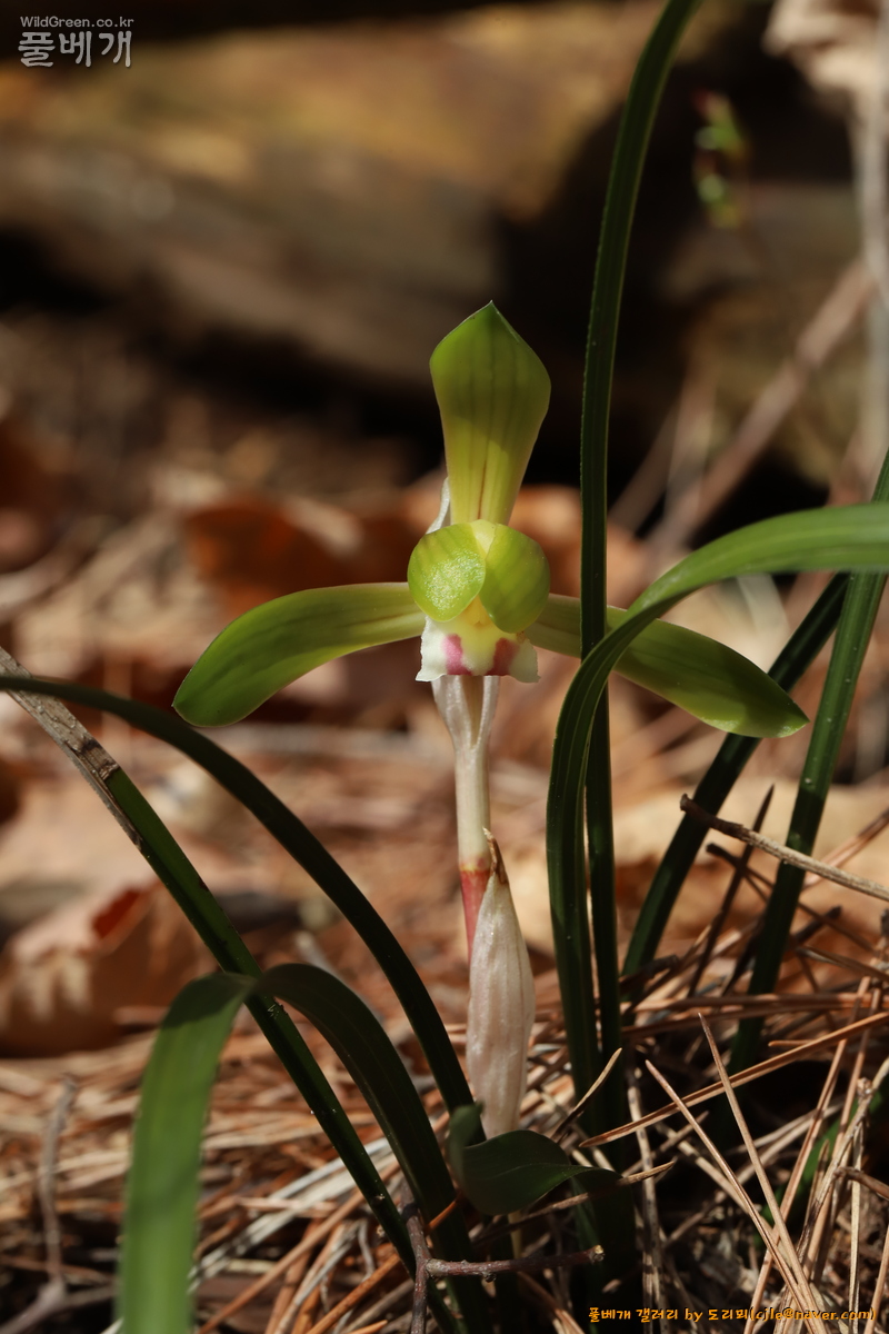 cjle240329 안면 중장리 보춘화 Cymbidium goeringii 0583.JPG