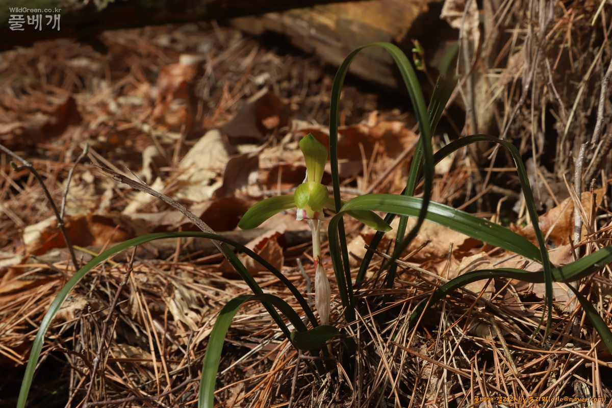 cjle240329 안면 중장리 보춘화 Cymbidium goeringii 0589.JPG