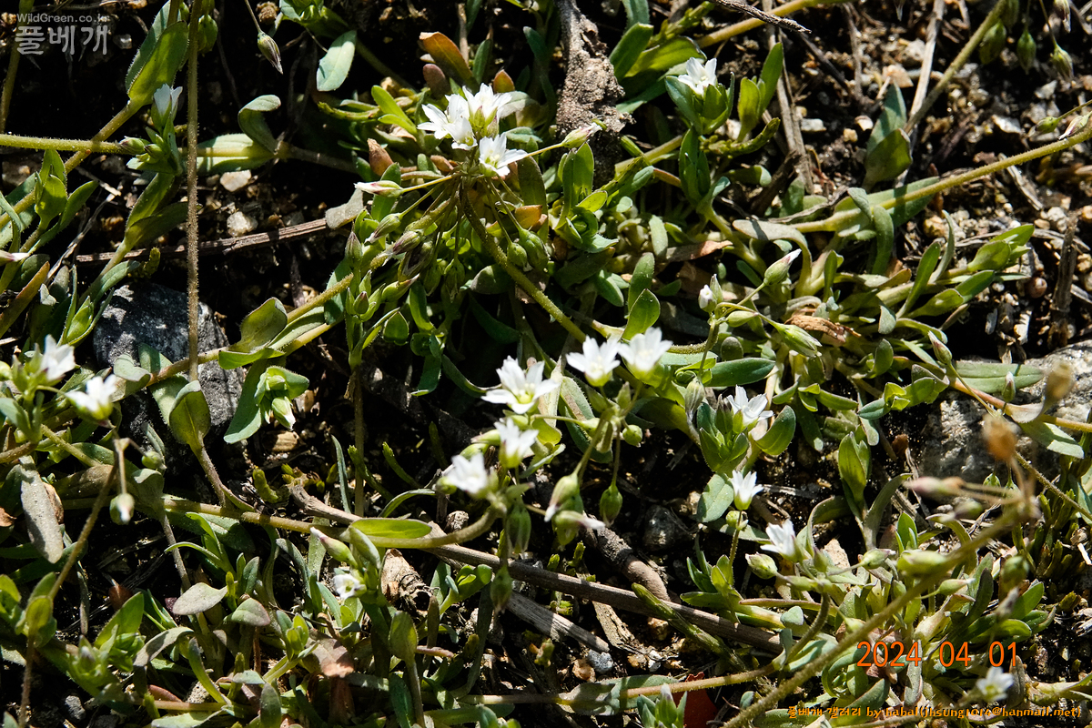 산형나도별꽃 (1).jpg