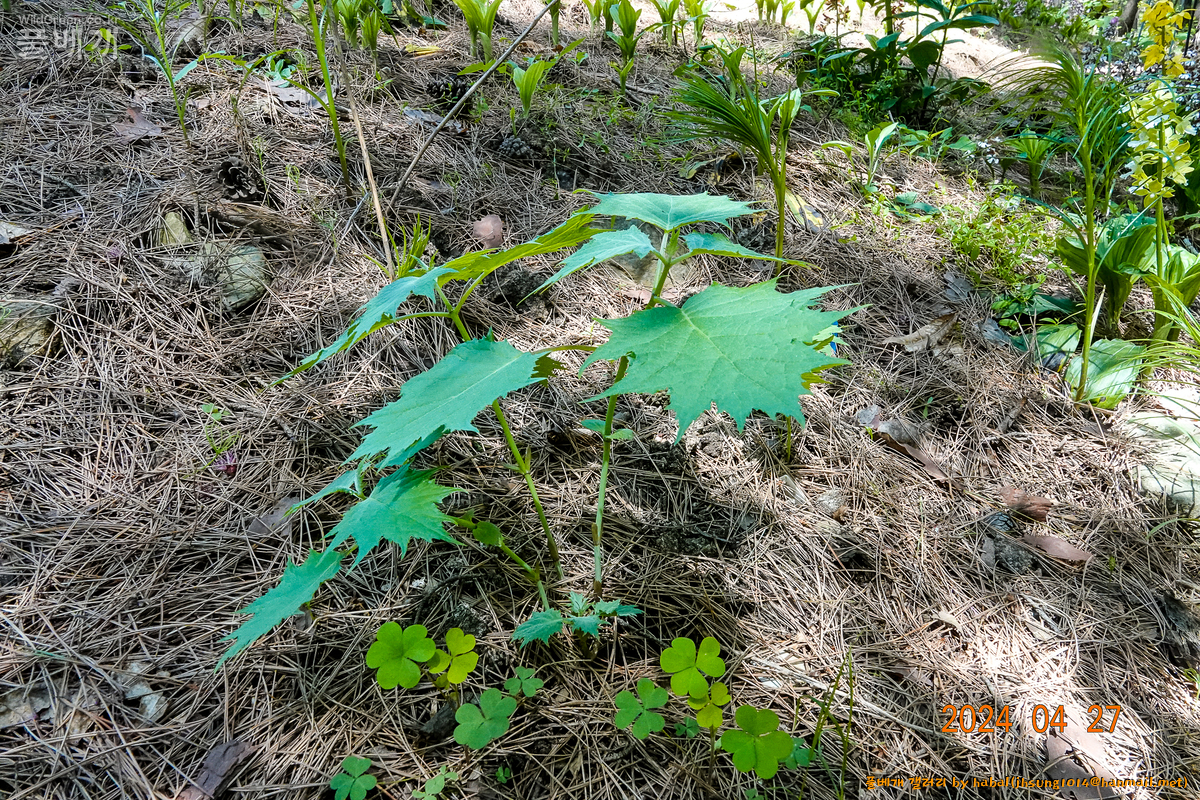 나도승마 (1).jpg