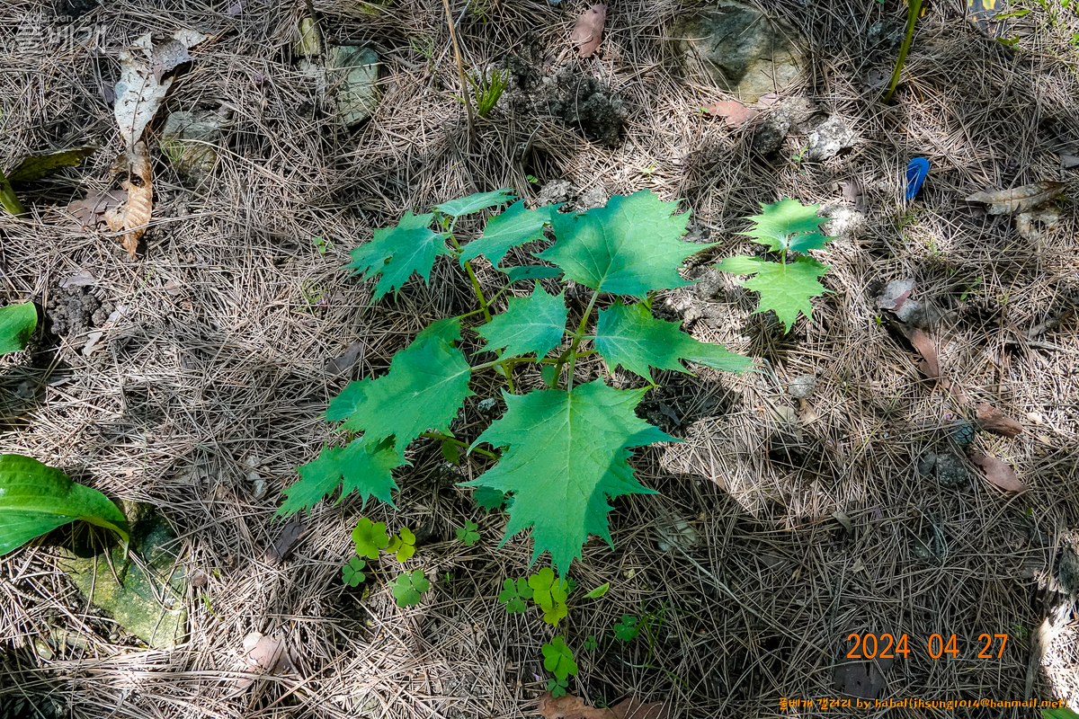 나도승마 (2).jpg