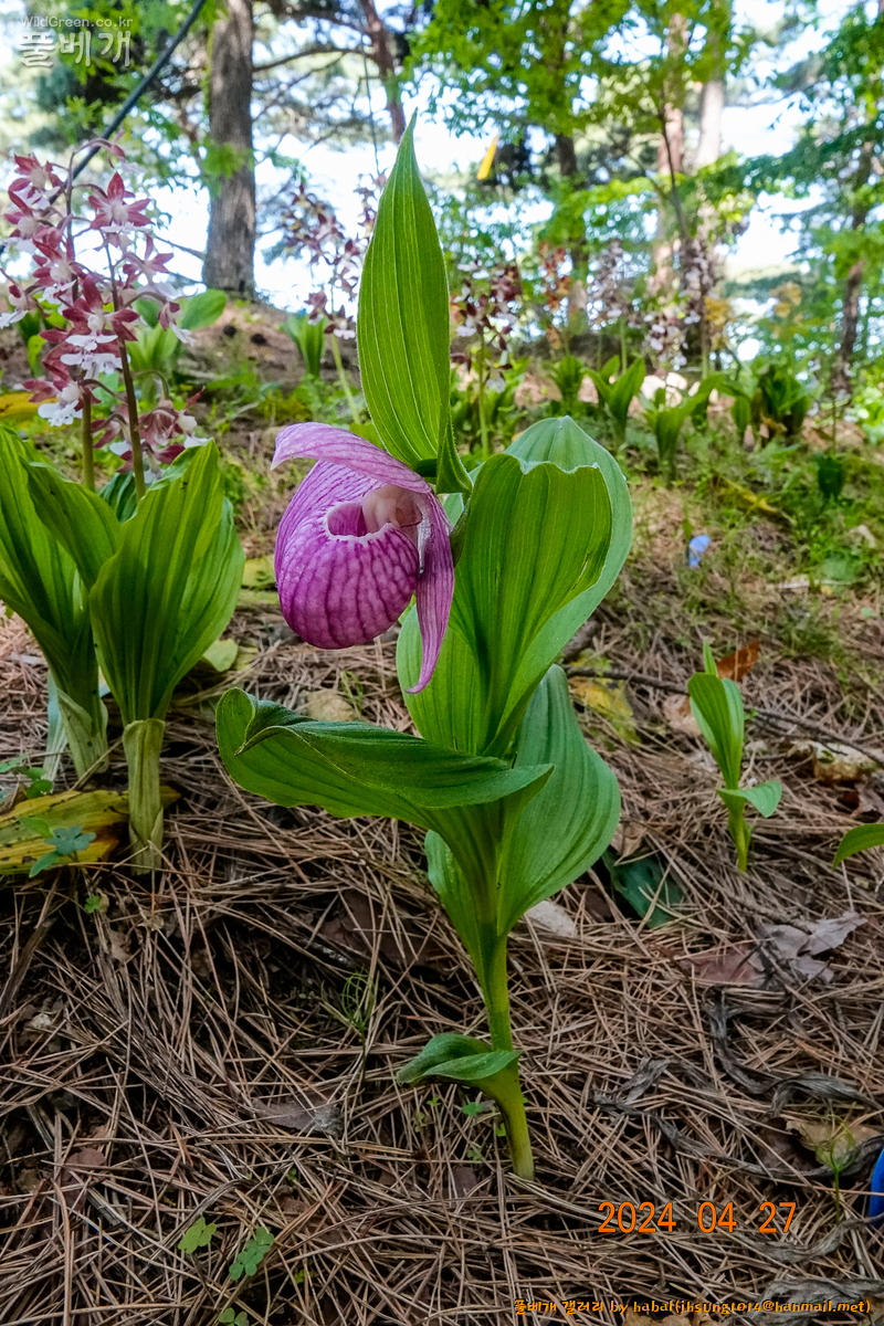 복주머니난 (2).jpg