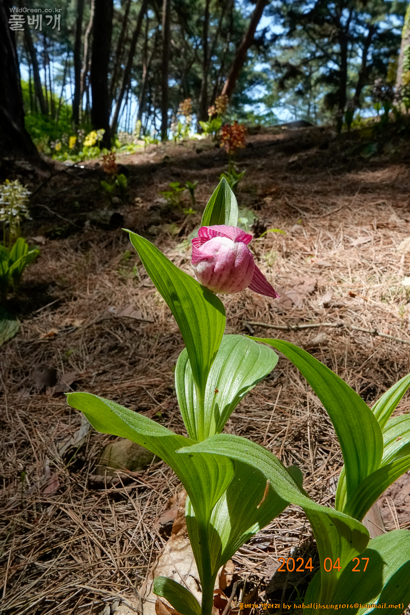 복주머니난 (4).jpg