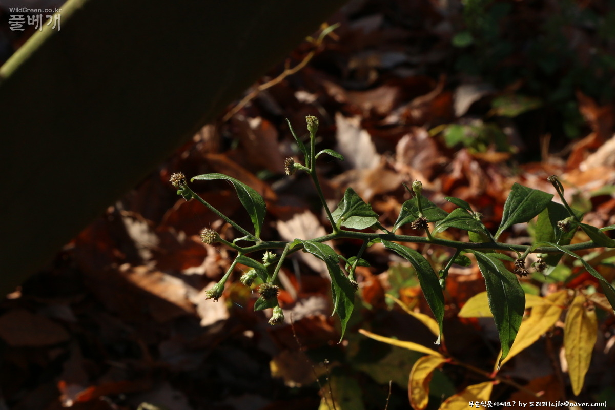 cjle181115 제주 1053.JPG