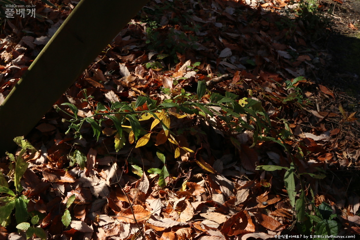 cjle181115 제주 1054.JPG